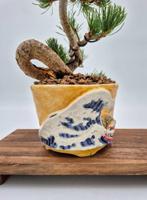 White Pine op met de hand gemaakte pot - verzamelstuk -