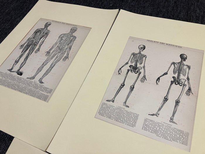 Anémomètre (4) - Papier - 1920-1930 - Gravure anatomique, Antiek en Kunst, Curiosa en Brocante