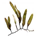 Caulerpa wier portie, Dieren en Toebehoren, Vissen | Aquariumvissen