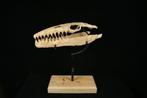 Zeereptiel - Fossiele schedel - Mosasaurus sp. - 52 cm