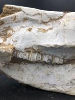 Fossiele matrix - Hipparion - 45 cm - 20 cm