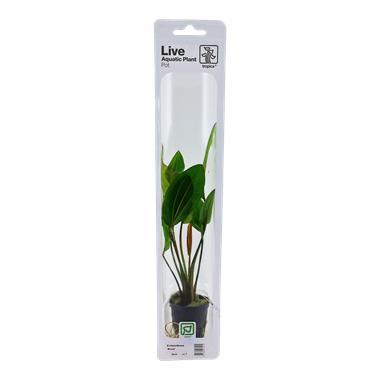 Tropica Echinodorus Rosa (easy), Dieren en Toebehoren, Vissen | Aquaria en Toebehoren, Nieuw, Verzenden