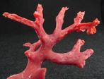 Corail rouge naturel de Sardaigne -- Branche rugueuse -