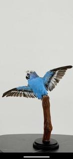 Perruche Support de corps entier pour taxidermie -