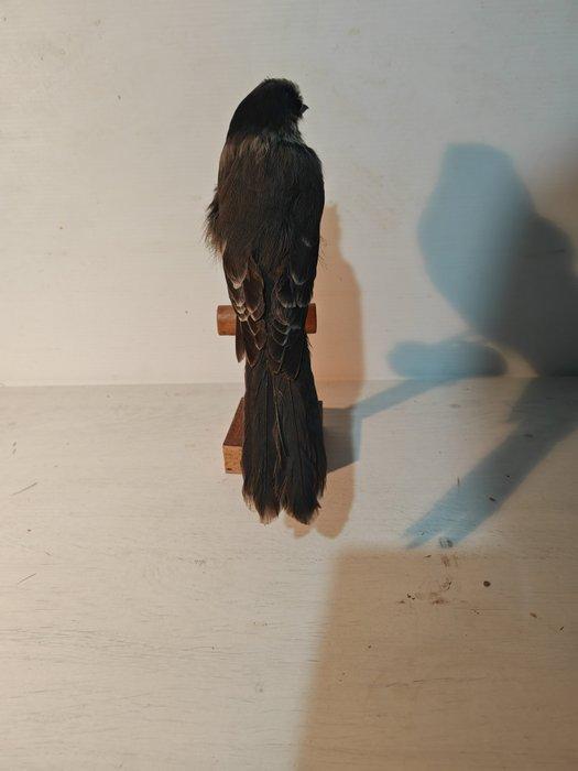 grijze gaai Taxidermie volledige montage - Perisoreus, Verzamelen, Dierenverzamelingen