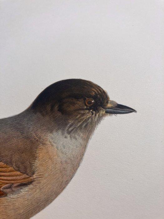 Von Wright brothers & Bror Halberg - Siberian jay, Verzamelen, Dierenverzamelingen