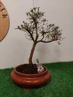 Azalea bonsai (Rhododendron) - Hoogte (boom): 38 cm - Diepte