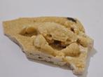 Crabe - Squelette fossile - 80 mm - 70 mm (Sans Prix de