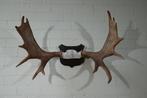 Large Northern Elk/Moose Schedel - Alces alces - 45 cm - 60, Verzamelen, Nieuw