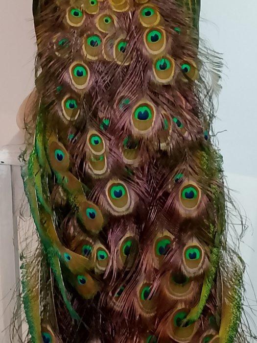 Pauw Taxidermie volledige montage - Pavo cristatus - 180 cm, Antiek en Kunst, Curiosa en Brocante