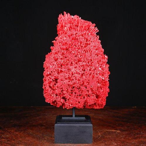 Corail rouge extraordinaire - Tubipora Musica - spécimen de, Verzamelen, Dierenverzamelingen