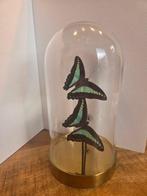 Vlinder Taxidermie volledige montage - Graphium sarpedon -