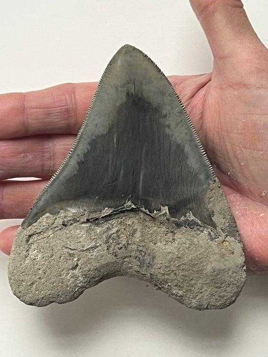Megalodon tand 11,6 cm - Fossiele tand - Carcharocles, Verzamelen, Mineralen en Fossielen