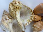 Escargot de mer Coquillage marin - Chatonia tritons /, Antiek en Kunst