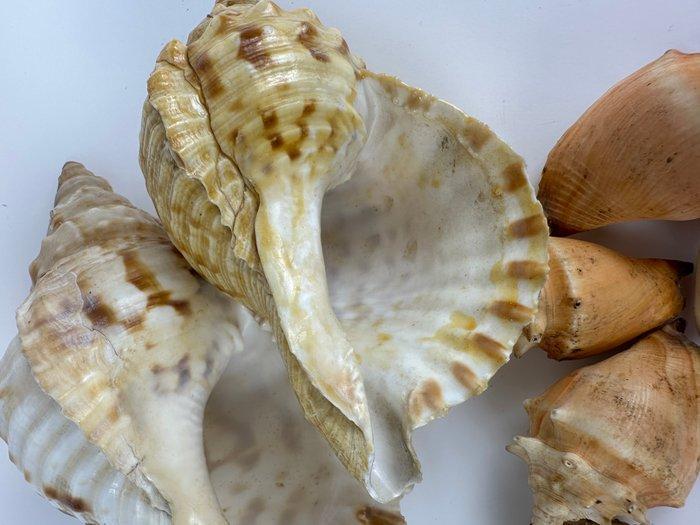 Escargot de mer Coquillage marin - Chatonia tritons /, Antiek en Kunst, Curiosa en Brocante