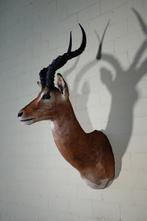 Impala Taxidermie wandmontage - Aepyceros melampus - 36 cm -, Verzamelen, Dierenverzamelingen, Nieuw