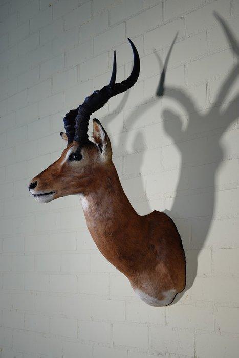Impala Taxidermie wandmontage - Aepyceros melampus - 36 cm -, Verzamelen, Dierenverzamelingen