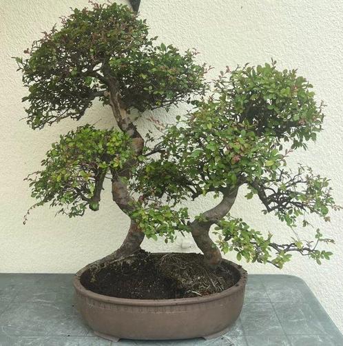 Bonsaï Orme Japonais (Zelkova) - Hauteur (arbre) : 130 cm -, Antiek en Kunst, Curiosa en Brocante