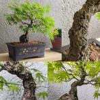 Acer palmatum arakawa op rots - Hoogte (boom): 27 cm -