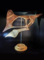 Pterosaurus - Fossiele schedel - Tapejara wellnhoferi -, Verzamelen
