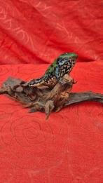 Noorse rat - Rode kikker Taxidermie wandmontage - Rattus