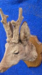 Reebok Taxidermie wandmontage - Capreolus capreolus - grand