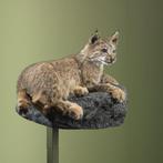 Lynx Support de corps entier pour taxidermie - Lynx rufus -, Verzamelen, Dierenverzamelingen, Nieuw