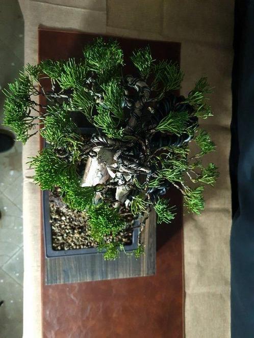 Jeneverbes Bonsai - Verzamelstuk - Hoogte (boom): 40 cm -, Antiek en Kunst, Curiosa en Brocante