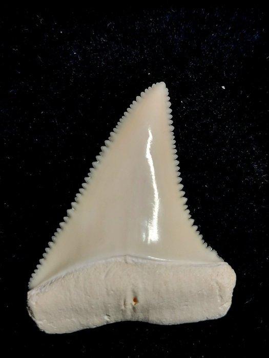 Witte haai Taxidermie volledige montage - Carcharodon, Antiek en Kunst, Curiosa en Brocante