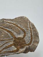 Zeester - Gefossiliseerd dier - 21 cm (Zonder minimumprijs)