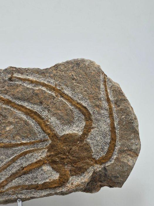 Zeester - Gefossiliseerd dier - 21 cm (Zonder minimumprijs), Verzamelen, Mineralen en Fossielen