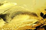 Amber - Barnsteen - Millipedae diplopoda - main inclusion is, Verzamelen, Mineralen en Fossielen