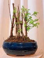 metasequoia bos in bonsaischaal - Hoogte (boom): 20 cm -