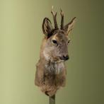 Reebok Wintervacht Taxidermie Opgezette Dieren By Max, Verzamelen, Dierenverzamelingen, Ophalen of Verzenden, Nieuw, Wild dier