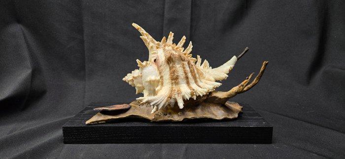 . - Diorama - Murex - zeeschelp lichaamsreproductie -, Collections, Collections Animaux