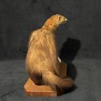 Putois van Europa Taxidermie volledige montage - Mustela, Nieuw