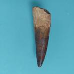 Dinosaurus - Fossiele tand - Spinosaurus aegyptiacus - 78 mm, Verzamelen, Mineralen en Fossielen