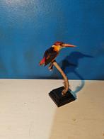 Oosters dwerg ijsvogels Taxidermie volledige montage - Ceyx, Verzamelen, Nieuw