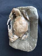 Krab - Fossiel rugschild - Charybdis sp - 10 cm - 7 cm