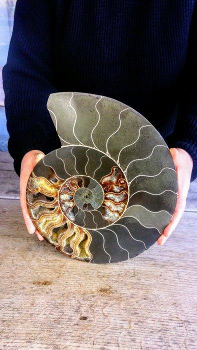 Nautilus - Fossiel skelet - Ammonite Cleoniceras - 2,6 kg -, Collections, Collections Animaux