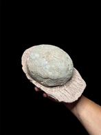 Dinosaurus - Gefossiliseerd ei - Sauropode - 27 cm - 15 cm