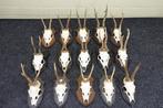 Roebuck Schedel - Capreolus capreolus - 0 cm - 0 cm - 0 cm-, Collections, Collections Animaux