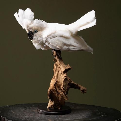Witte Kaketoe Taxidermie Opgezette Dieren By Max, Collections, Collections Animaux, Enlèvement ou Envoi