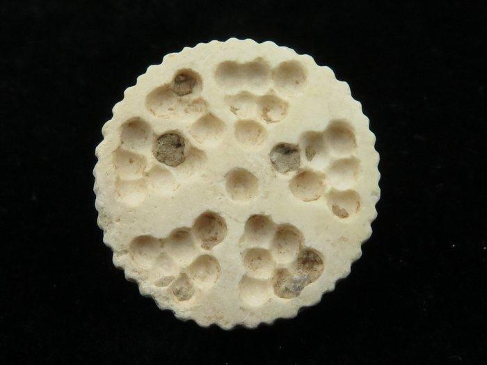 Mesopotamisch Limestone Decoratieve zegelstempel - 2.2 cm, Antiquités & Art, Antiquités | Autres Antiquités