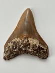 Kwaliteit Megalodon-tand, - 7,4 cm - Carcharocles megalodon