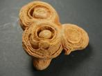 Fossiel fragment - stromatolite - 7 cm (Zonder Minimumprijs), Verzamelen, Mineralen en Fossielen