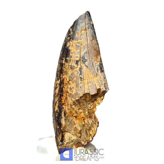 Tand van Tyrannosaurus-dinosauriër - Nanotyrannus sp -, Verzamelen, Mineralen en Fossielen