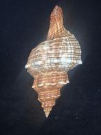 Zeeslak Zeeschelp - M-996 PLEUROPLOCA TRAPEZIUM (Zonder