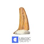 Fossiele tand - Top Rare Ornithocheirid Pterosaur Claw -