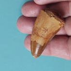 Dinosaurus - Fossiele tand - Carcharodontosaurus sp. - 53 mm, Verzamelen